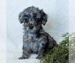 Small Photo #5 Goldendoodle-Poodle (Miniature) Mix Puppy For Sale in LITITZ, PA, USA