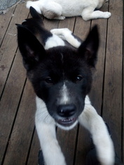 Akita Puppy for sale in FREEPORT, NY, USA