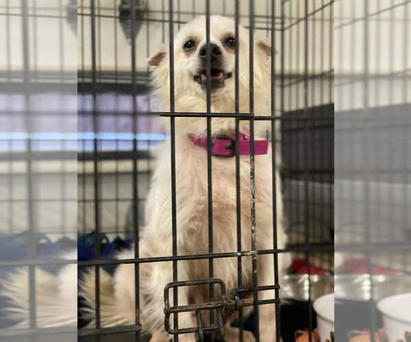 Medium Photo #1 - Mix Puppy For Sale in Lewistown, PA, USA