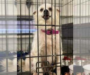 - Mix Dogs for adoption in Lewistown, PA, USA