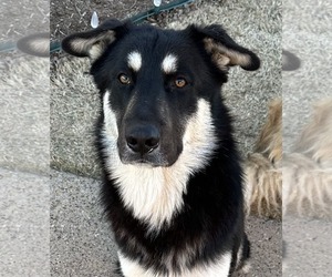 German Shepherd Dog-Unknown Mix Dogs for adoption in McKinney, TX, USA