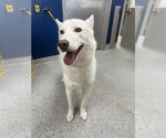 Small Siberian Husky Mix