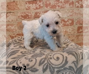 Schnauzer (Miniature) Puppy for sale in LAKEVILLE, OH, USA
