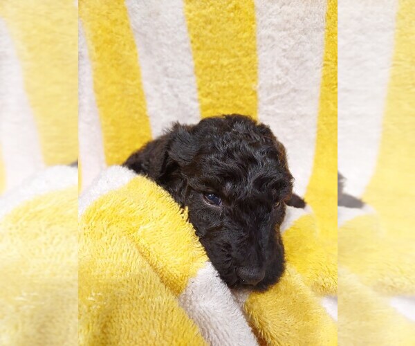 Medium Photo #30 Bordoodle Puppy For Sale in COPPERAS COVE, TX, USA