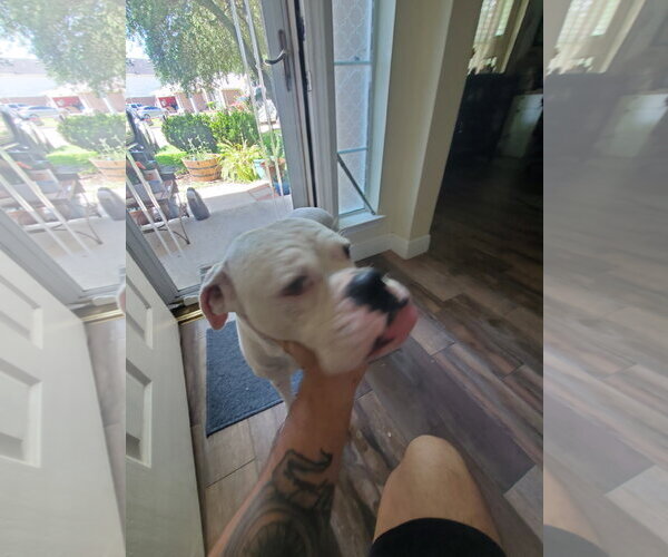 Medium Photo #3 Boxer Puppy For Sale in  Katy, TX, USA