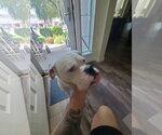 Small #2 Boxer