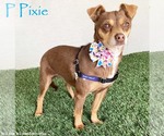 Small Miniature Pinscher Mix