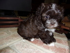 Small #1 ShihPoo