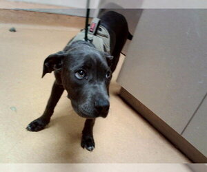 Mutt Dogs for adoption in Martinez, CA, USA