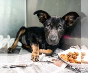 Mutt Dogs for adoption in Washington, DC, USA