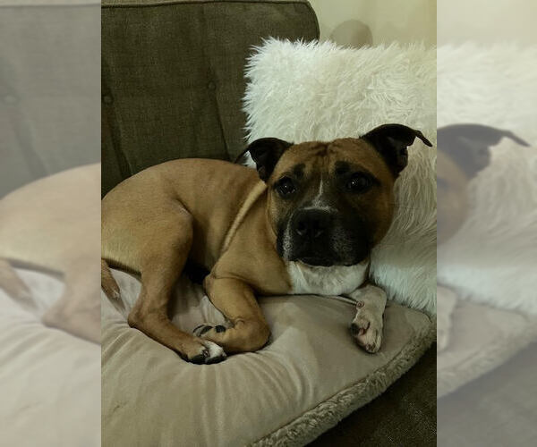 Medium Photo #10 Boxer-Staffordshire Bull Terrier Mix Puppy For Sale in Princeton, MN, USA