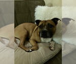 Small #9 Boxer-Staffordshire Bull Terrier Mix