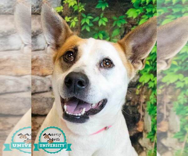 Medium Photo #1 Mutt Puppy For Sale in Kennesaw, GA, USA