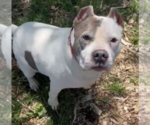 American Staffordshire Terrier-Dogo Argentino Mix Dogs for adoption in Princeton, MN, USA