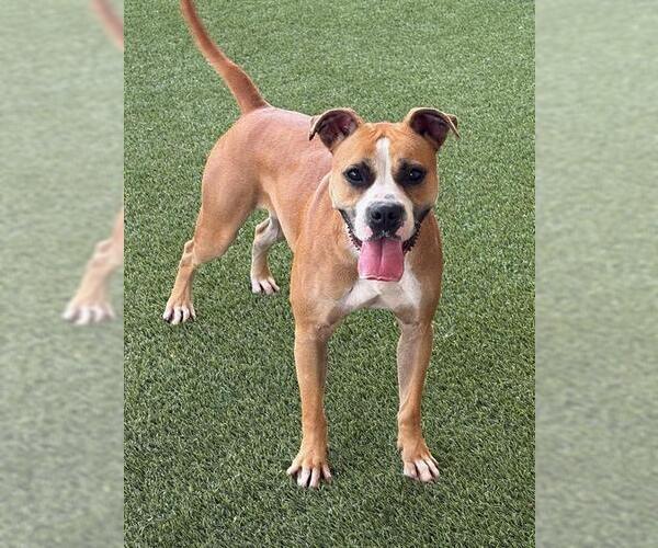 Medium Photo #2 Boxer-Unknown Mix Puppy For Sale in Baytown, TX, USA