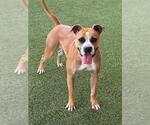 Small #1 Boxer Mix