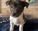 Small Photo #6 Jack Russell Terrier Puppy For Sale in HONEY BROOK, PA, USA