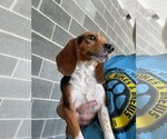 Small Photo #4 Beagle Puppy For Sale in Earl, NC, USA