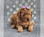 Puppy Nutmeg Poodle (Toy)