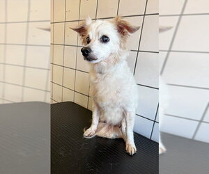 Mutt Dogs for adoption in Downey, CA, USA