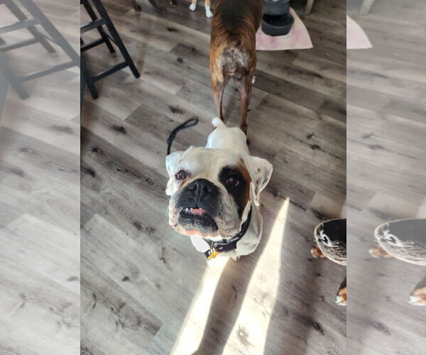 Medium Photo #5 Boxer Puppy For Sale in Sandy, UT, USA