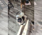 Small #4 Boxer