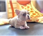 Small #2 French Bulldog