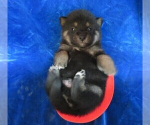 Shiba Inu Puppy for sale in NORWOOD, MO, USA