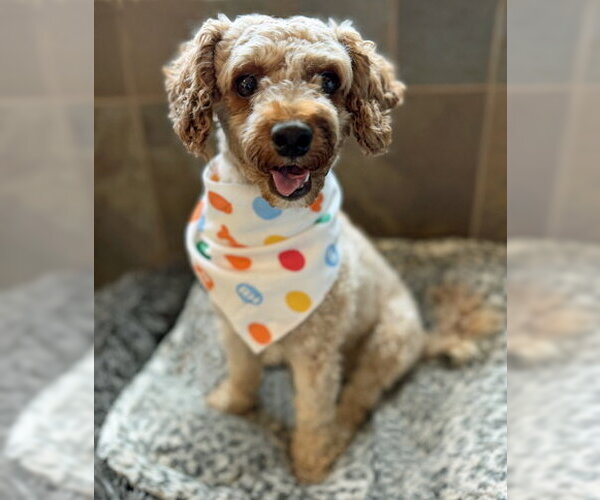 Medium Photo #6 Mutt Puppy For Sale in Arlington, VA, USA