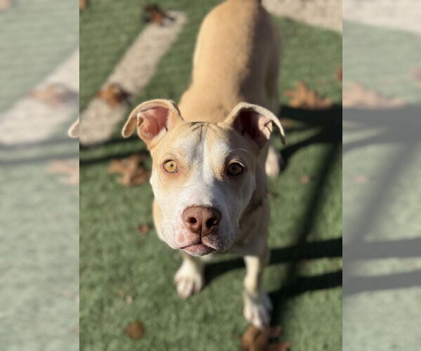 Medium Photo #2 Mutt Puppy For Sale in St. Louis Park, MN, USA