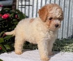 Small Photo #40 Poodle (Toy) Puppy For Sale in GOSHEN, IN, USA