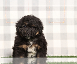 Image preview for Ad Listing. Nickname: Tahoe