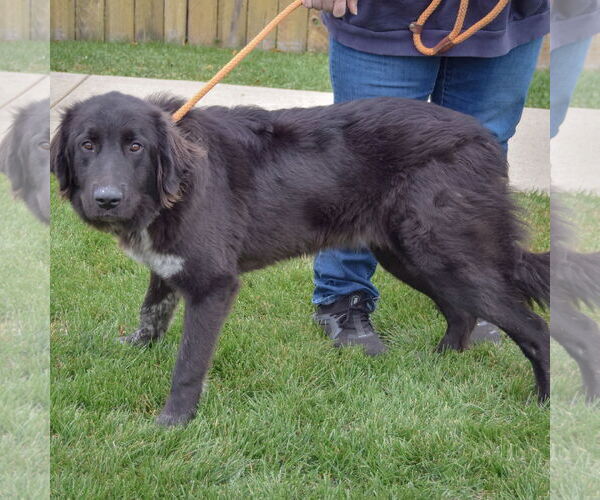 Medium Photo #2 Mutt Puppy For Sale in Huntley, IL, USA