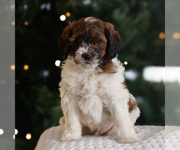Medium Photo #4 Bernedoodle (Miniature) Puppy For Sale in NEW HOLLAND, PA, USA