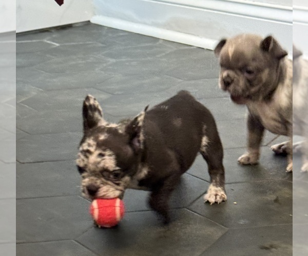 Medium Photo #14 French Bulldog Puppy For Sale in LEESBURG, GA, USA