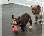Small Photo #14 French Bulldog Puppy For Sale in LEESBURG, GA, USA