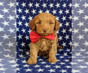 Goldendoodle Puppy for sale in KIRKWOOD, PA, USA