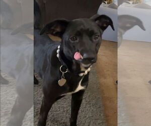 American Pit Bull Terrier-Unknown Mix Dogs for adoption in Hayward, CA, USA