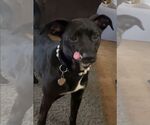 Small American Pit Bull Terrier Mix