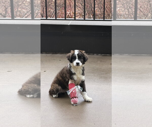 Medium Photo #5 Collie-Unknown Mix Puppy For Sale in St. Louis Park, MN, USA