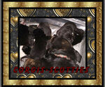 Small Photo #4 Pembroke Welsh Corgi Puppy For Sale in LOGAN, NM, USA