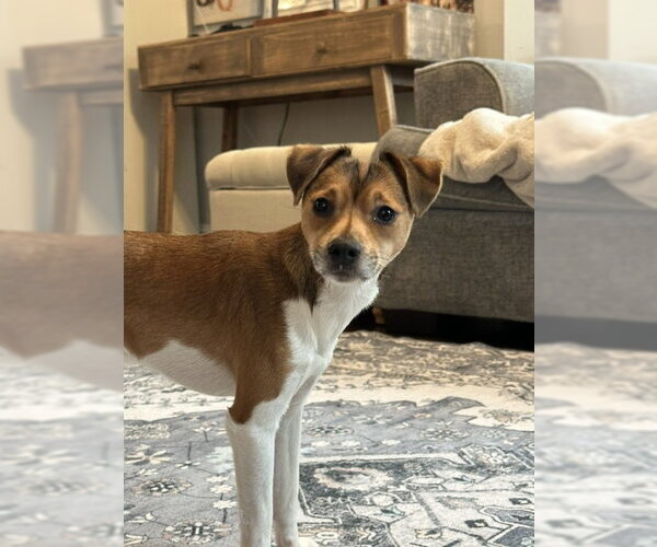 Medium Photo #12 Jack Chi Puppy For Sale in Rockaway, NJ, USA
