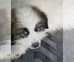 Small Photo #1 Anatolian Shepherd-Great Pyrenees Mix Puppy For Sale in OAKDALE, CA, USA
