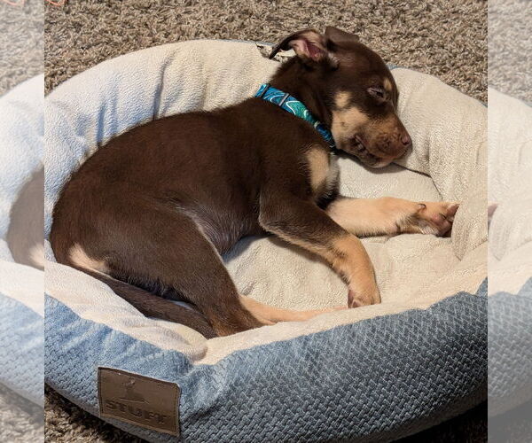 Medium Photo #2 Siberian Husky-Unknown Mix Puppy For Sale in Fargo, ND, USA