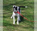 Small #2 American Bulldog-Dalmatian Mix