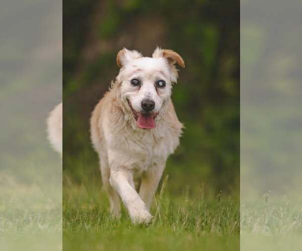 Medium Photo #3 Collie-Unknown Mix Puppy For Sale in Rustburg, VA, USA