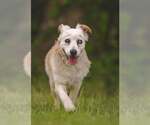 Small #2 Collie Mix