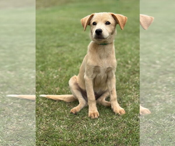 Medium Photo #1 Retriever -Unknown Mix Puppy For Sale in PIPE CREEK, TX, USA