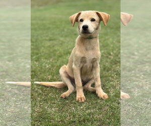 Retriever -Unknown Mix Dogs for adoption in PIPE CREEK, TX, USA