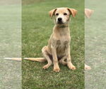 Small Retriever  Mix